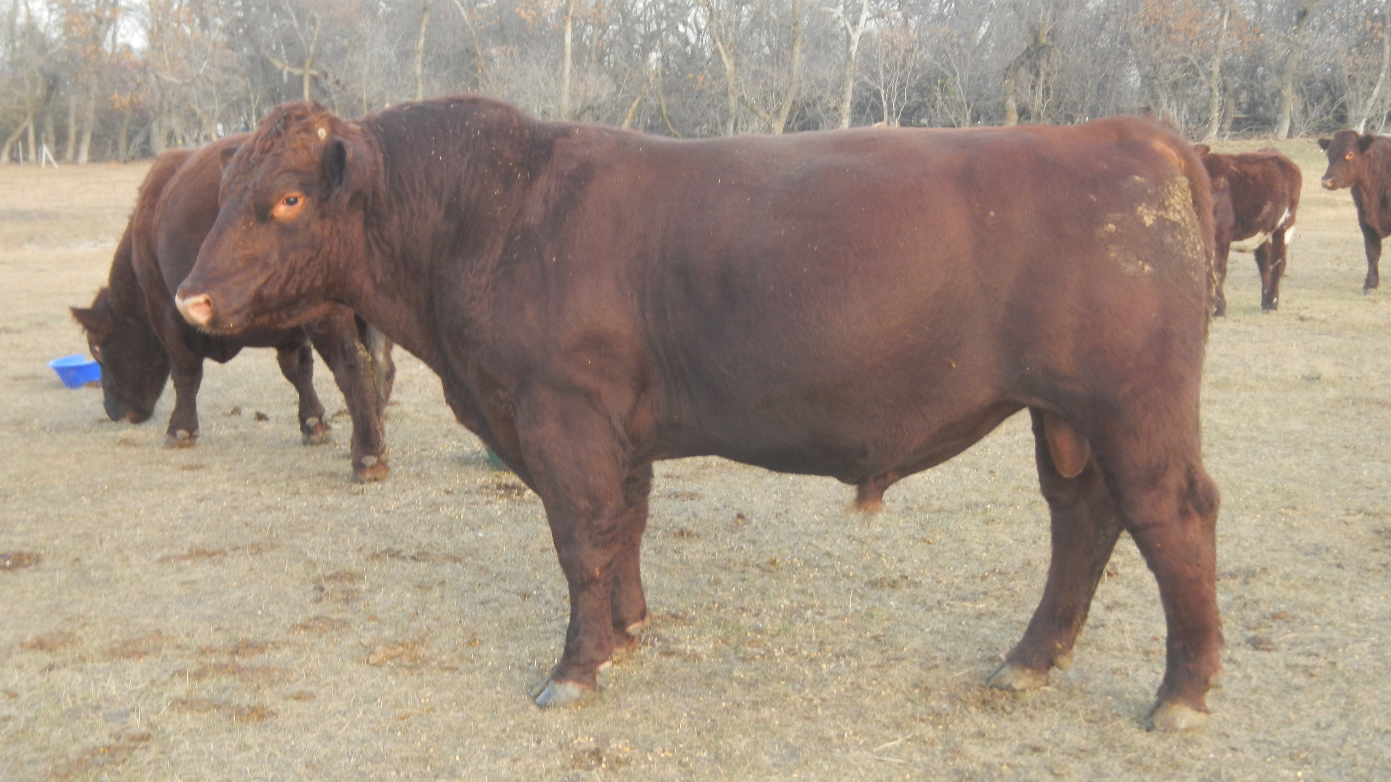 Shorthorn bulls